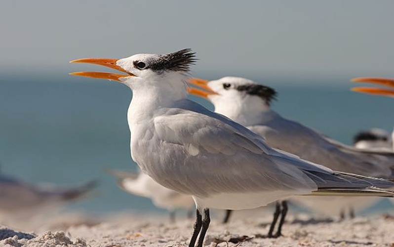 Royal Tern © Nicholas Atamas