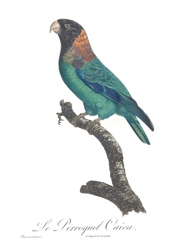 Caica Parrot &copy; <bdi><a href="https://en.wikipedia.org/wiki/en:Jacques_Barraband" class="extiw" title="w:en:Jacques Barraband">Jacques Barraband</a>
</bdi>