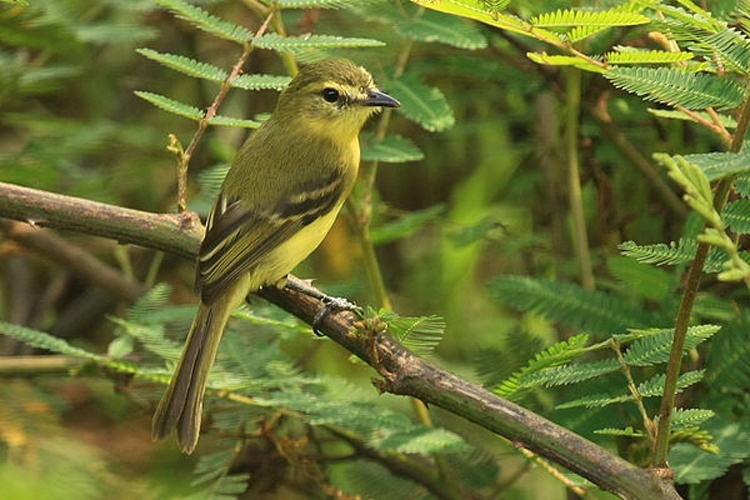 Yellow Tyrannulet © <a rel="nofollow" class="external text" href="https://www.flickr.com/people/59323989@N00">Tim</a> from Ithaca