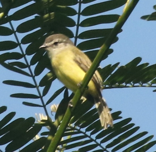 Sooty-headed Tyrannulet &copy; <a href="//commons.wikimedia.org/wiki/User:TonyCastro" title="User:TonyCastro">TonyCastro</a>