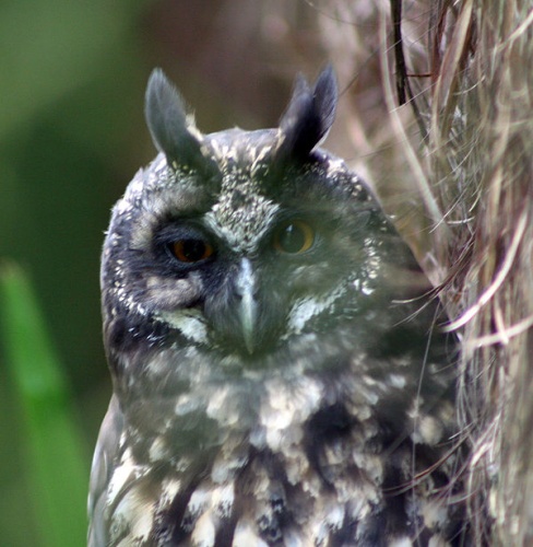 Stygian Owl © Herbert G. Fischer