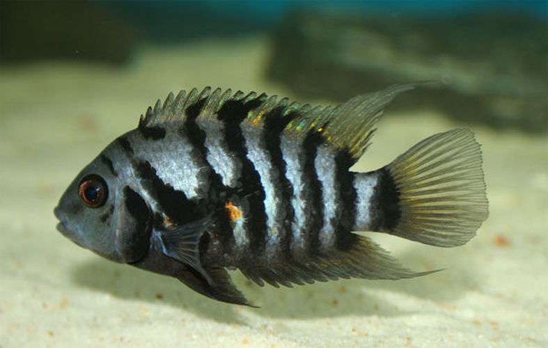 Archocentrus nigrofasciatus © S. Olkowicz - User <a href="https://pl.wikipedia.org/wiki/User:Hippocampus" class="extiw" title="pl:User:Hippocampus">Hippocampus</a> on <a class="external text" href="http://pl.wikipedia.org">pl.wikipedia</a>