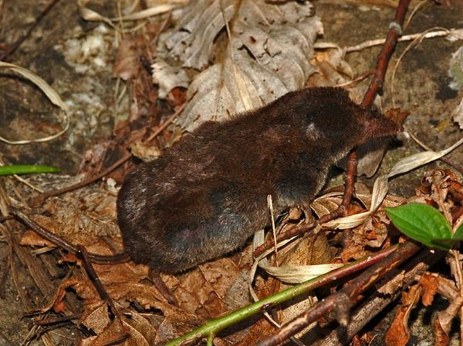 Valais Shrew © <a href="//commons.wikimedia.org/wiki/User:Hectonichus" title="User:Hectonichus">Hectonichus</a>