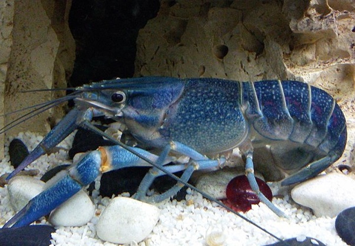 Cherax quadricarinatus © <a href="//commons.wikimedia.org/w/index.php?title=User:Bleckdraco&amp;action=edit&amp;redlink=1" class="new" title="User:Bleckdraco (page does not exist)">Bleckdraco</a>