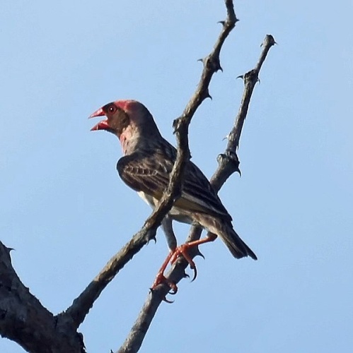 Red-billed Quelea © <a rel="nofollow" class="external text" href="https://www.flickr.com/people/42646706@N02">New Jersey Birds</a>