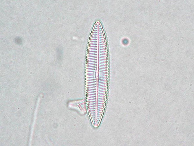 Navicula tripunctata © Kristian Peters <a rel="nofollow" class="external free" href="http://www.korseby.net/outer/flora/algae/index.html">http://www.korseby.net/outer/flora/algae/index.html</a>