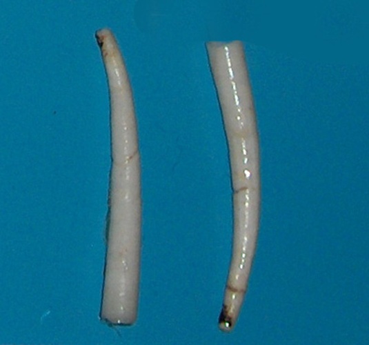 Antalis entalis &copy; Georges Jansoone (<a href="//commons.wikimedia.org/wiki/User:JoJan" title="User:JoJan">JoJan</a>)