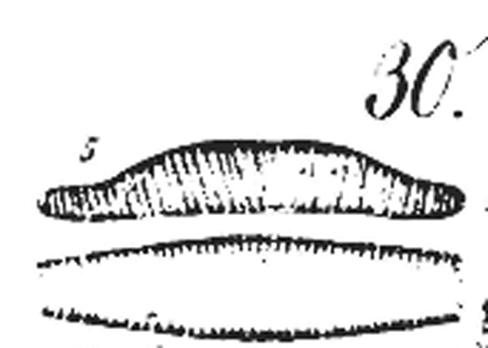 Epithemia adnata &copy; Friedrich Traugott Kützing