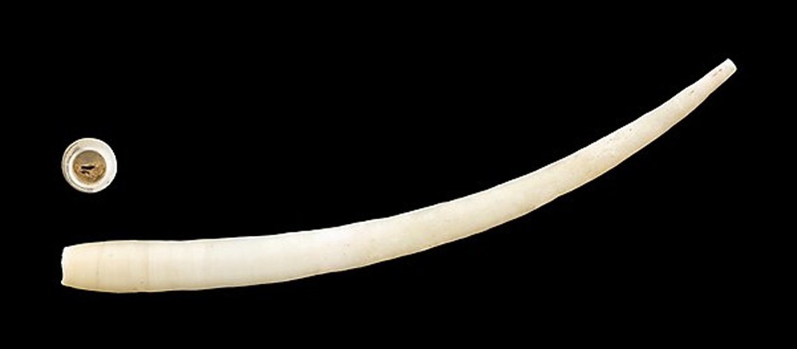 Antalis agilis &copy; H. Zell