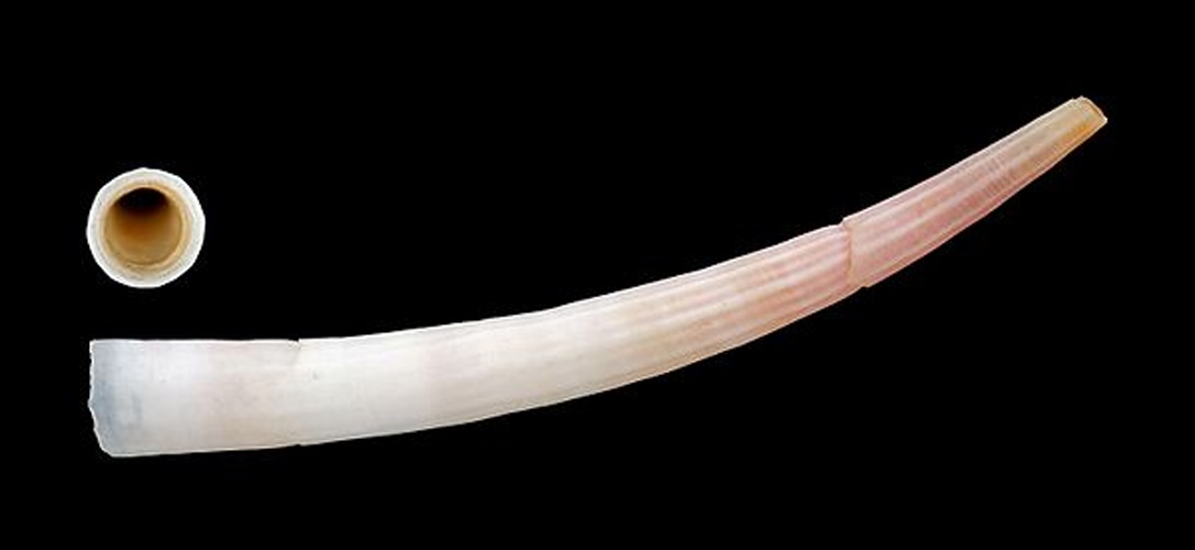 Antalis inaequicostata &copy; H. Zell