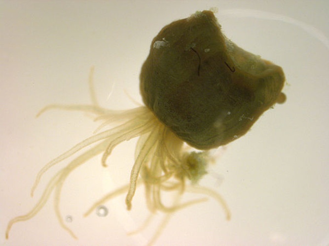 Orange-Striped Sea Anemone © <a href="//commons.wikimedia.org/w/index.php?title=User:Jhadcock&amp;action=edit&amp;redlink=1" class="new" title="User:Jhadcock (page does not exist)">Jhadcock</a>