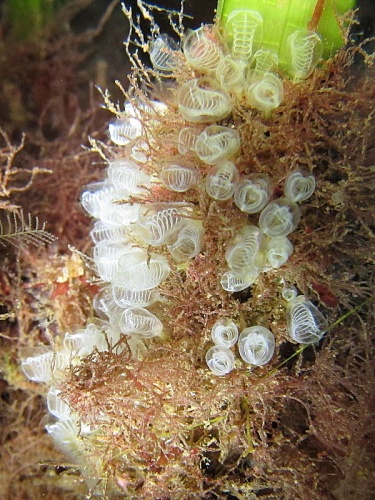 Pycnoclavella nana © <a href="//commons.wikimedia.org/wiki/User:Waielbi" title="User:Waielbi">Waielbi</a>