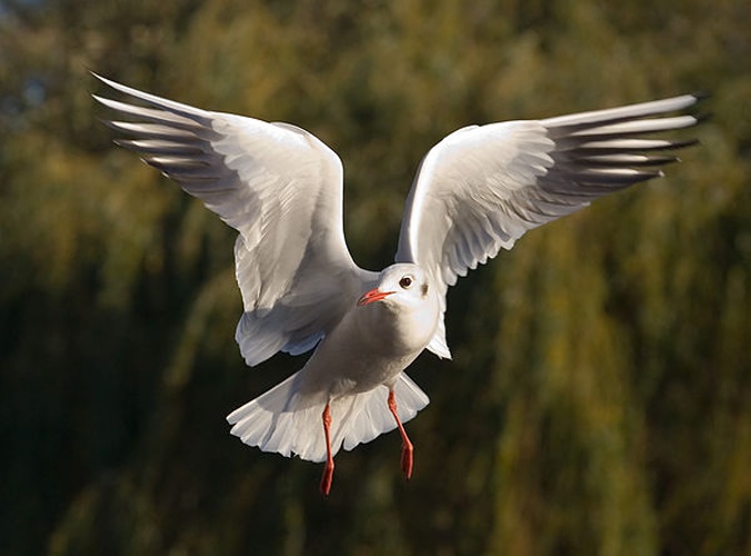Black-headed Gull © <a href="//commons.wikimedia.org/wiki/User:Diliff" title="User:Diliff">Diliff</a>