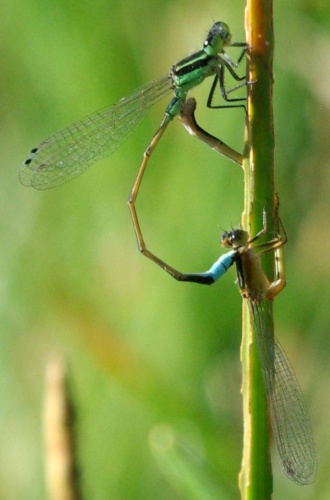 Rambur's Forktail © <a href="//commons.wikimedia.org/wiki/User:Gaberlunzi" title="User:Gaberlunzi">Gaberlunzi</a> (Richard Murphy)