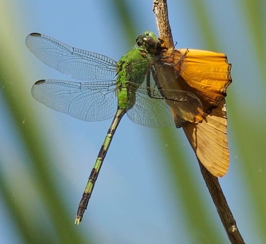 Erythemis vesiculosa &copy; <a rel="nofollow" class="external text" href="https://www.flickr.com/people/30609440@N00">leppyone</a>