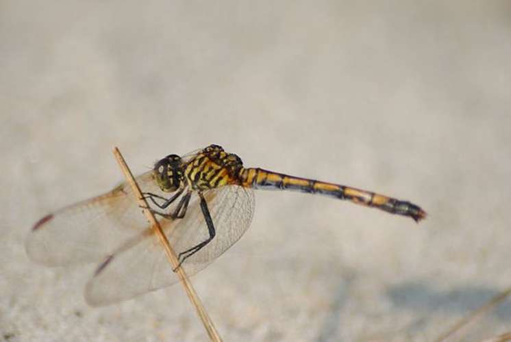 Erythrodiplax berenice © <a rel="nofollow" class="external text" href="https://www.flickr.com/people/38976602@N05">Mike Ostrowski</a>