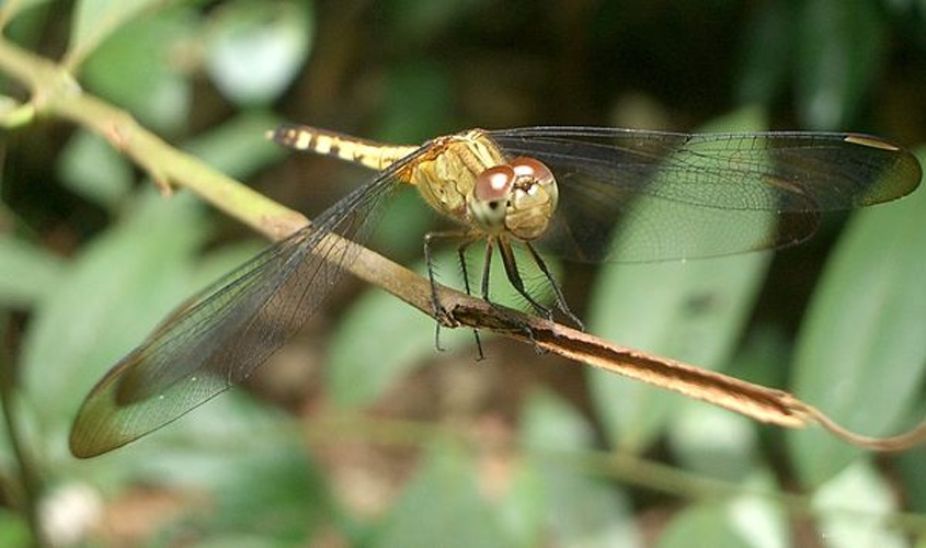 Erythrodiplax umbrata © No machine-readable author provided. <a href="//commons.wikimedia.org/wiki/User:Morray" title="User:Morray">Morray</a> assumed (based on copyright claims).