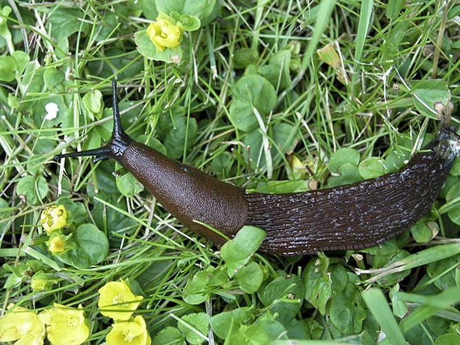 Spanish slug © <a href="//commons.wikimedia.org/wiki/User:Xauxa" title="User:Xauxa">Xauxa</a> Håkan Svensson