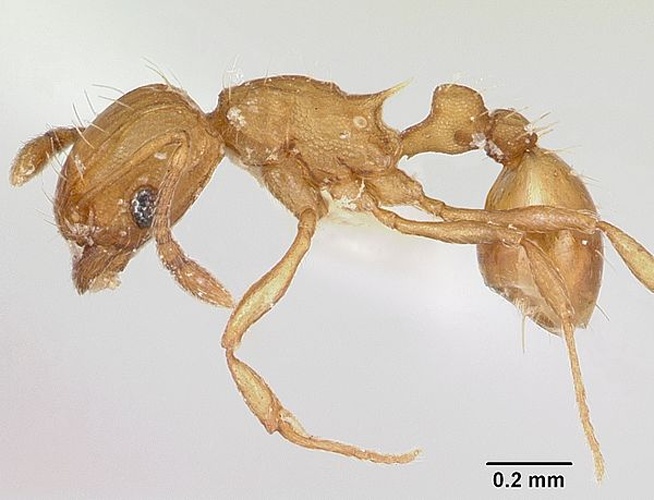 Electric ant © April Nobile