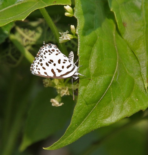 Mikania micrantha &copy; <a href="//commons.wikimedia.org/wiki/User:J.M.Garg" title="User:J.M.Garg">J.M.Garg</a>