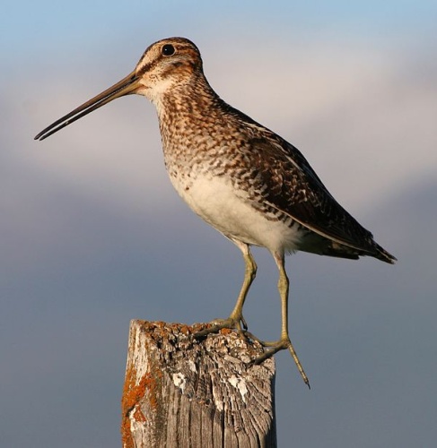 Wilson's Snipe &copy; <a href="https://en.wikipedia.org/wiki/User:Talshiarr" class="extiw" title="en:User:Talshiarr">en:User:Talshiarr</a> (Sean Breazeal)