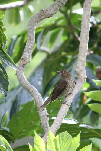 Scaly-breasted Thrasher © <a href="//commons.wikimedia.org/wiki/User:Postdlf" title="User:Postdlf">Postdlf</a>