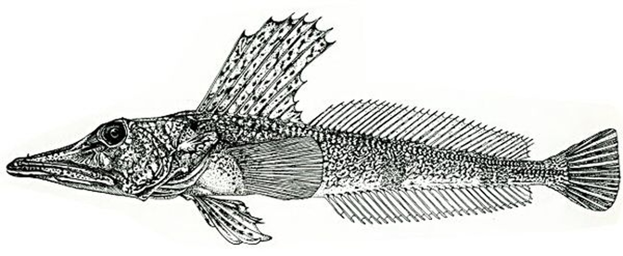 Channichthys velifer © <a rel="nofollow" class="external text" href="http://www-zoology.univer.kharkov.ua/Personal/gennadiy.htm">GeSHaFish</a>