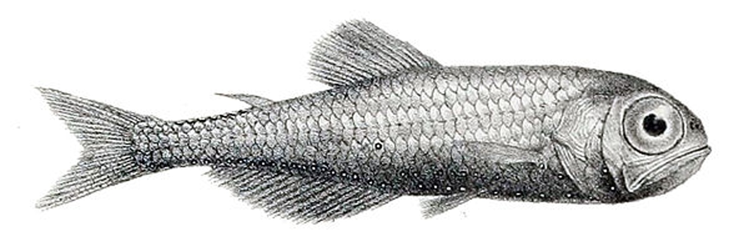 Electrona antarctica © R. Mintern