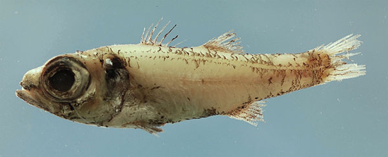Robust cardinalfish © SEFSC Pascagoula Laboratory; Collection of Brandi Noble, NOAA/NMFS/SEFSC