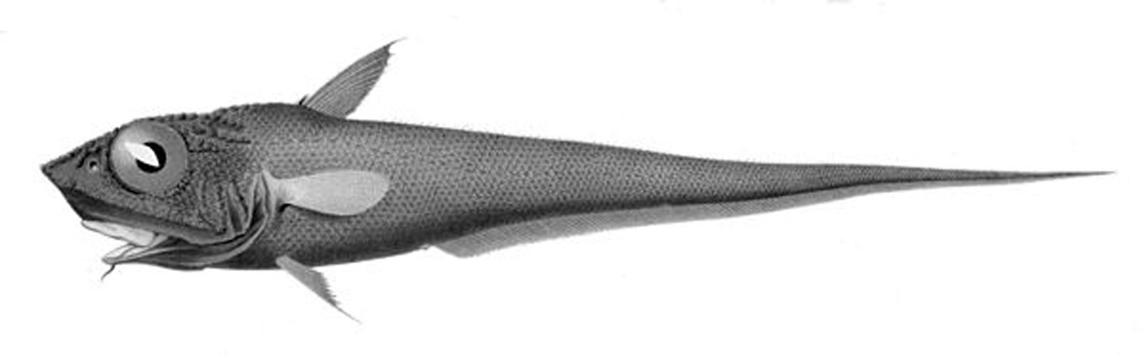 Macrourus holotrachys © Carl Nielsen