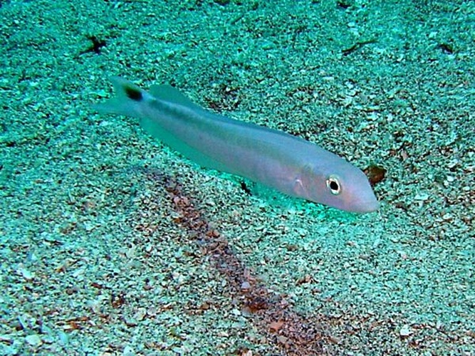 Malacanthus plumieri &copy; <a rel="nofollow" class="external text" href="http://herramientas.educa.madrid.org/animalandia/autor.php?nombre=Fernando%20Herranz%20Mart%EDn">Fernando Herranz Martín</a>