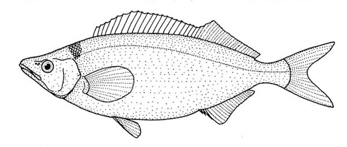 Mendosoma lineatum &copy; Dr Tony Ayling