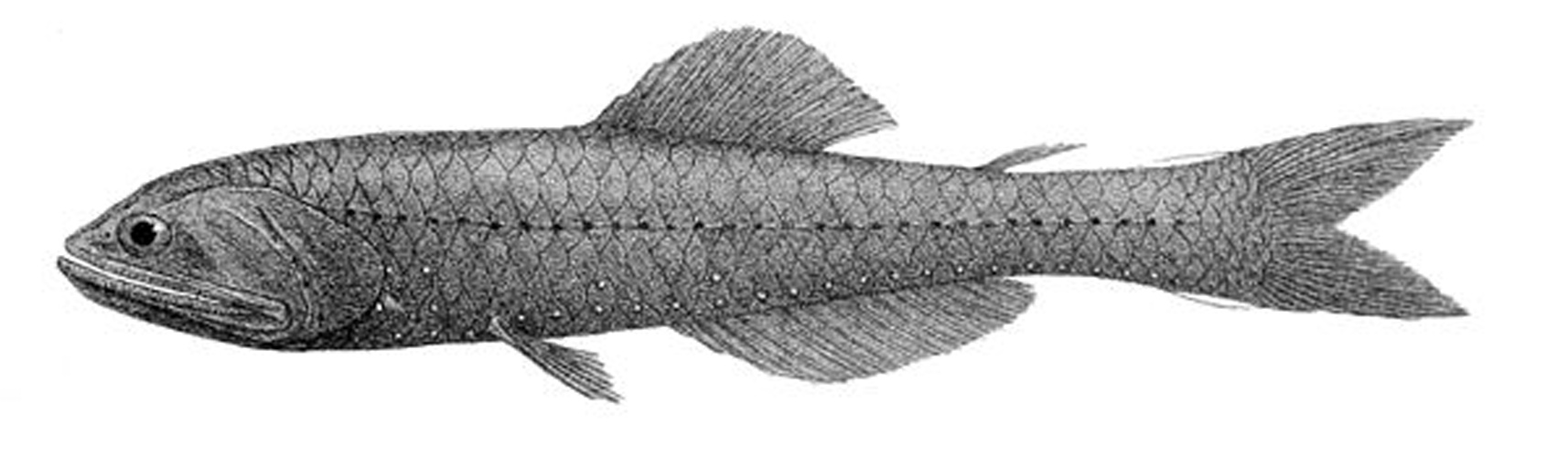 Nannobrachium nigrum © R. Mintern