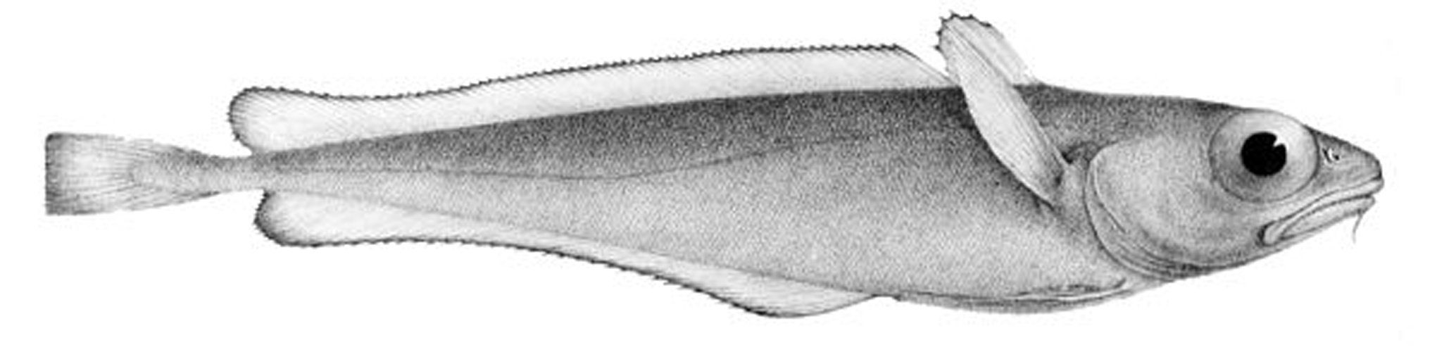 Dwarf codling © <span lang="en">Unknown</span>