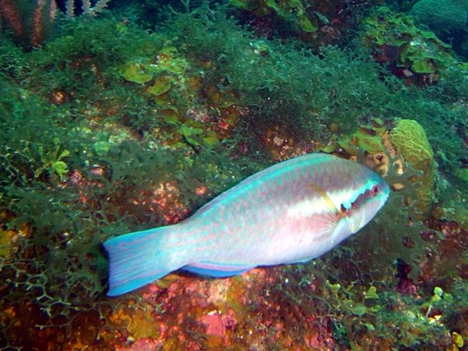 Scarus iseri © <a rel="nofollow" class="external text" href="http://herramientas.educa.madrid.org/animalandia/autor.php?nombre=Fernando%20Herranz%20Mart%EDn">Fernando Herranz Martín</a>