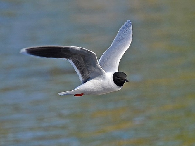 Little Gull &copy; <a rel="nofollow" class="external text" href="https://www.flickr.com/people/37949120@N07">Ekaterina Chernetsova (Papchinskaya)</a> from Saint-Petersburg, Russia