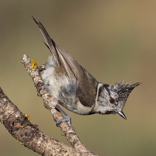 European Crested Tit &copy; <a href="//commons.wikimedia.org/wiki/User:Kadellar" title="User:Kadellar">Carlos Delgado</a>