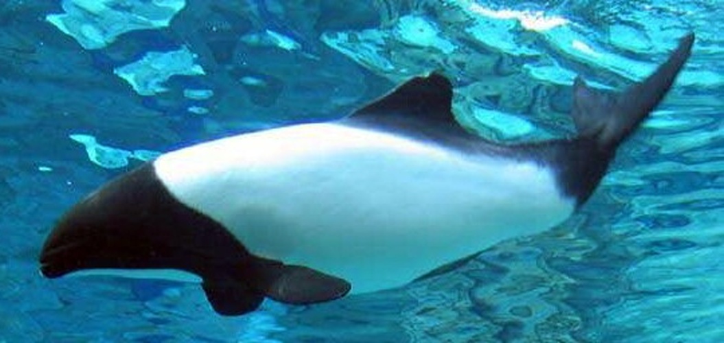 Commerson's dolphin © Photo by Kirsten Wahlquist