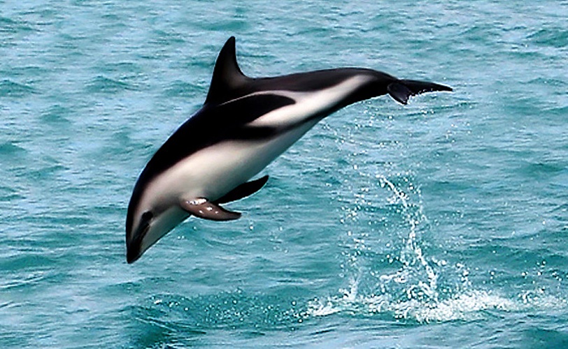 Dusky dolphin © <a href="//commons.wikimedia.org/wiki/User:AllenMcC." title="User:AllenMcC.">AllenMcC.</a>