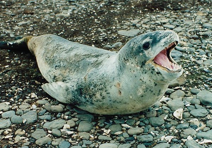 leopard seal © 