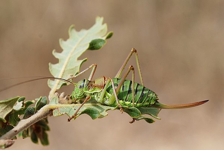 Ephippiger diurnus © <a rel="nofollow" class="external text" href="https://www.flickr.com/people/9082612@N05">Gilles San Martin</a> from Namur, Belgium