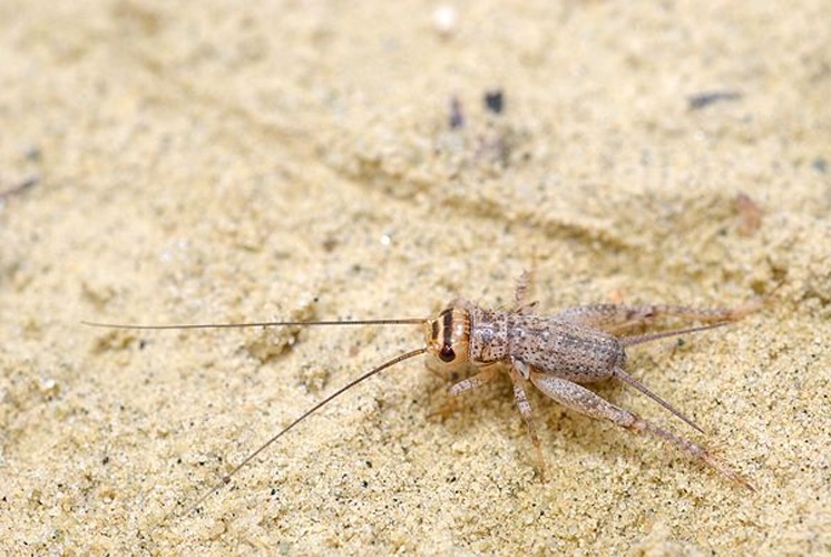 Modicogryllus bordigalensis © <a rel="nofollow" class="external text" href="https://www.flickr.com/photos/9082612@N05">Gilles San Martin</a> from Namur, Belgium