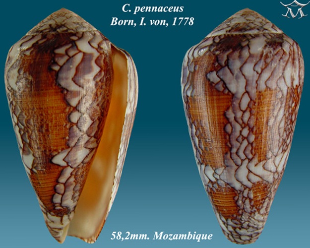 Conus pennaceus &copy; <a href="//commons.wikimedia.org/wiki/User:Almed2" title="User:Almed2">Almed2</a>