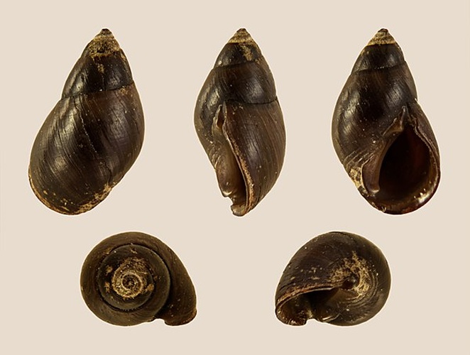 Planaxis niger © H. Zell