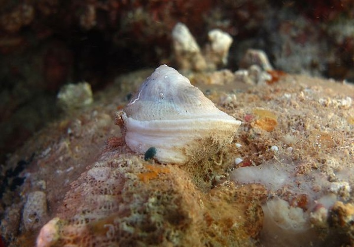 Trimusculus mauritianus &copy; Philippe Bourjon