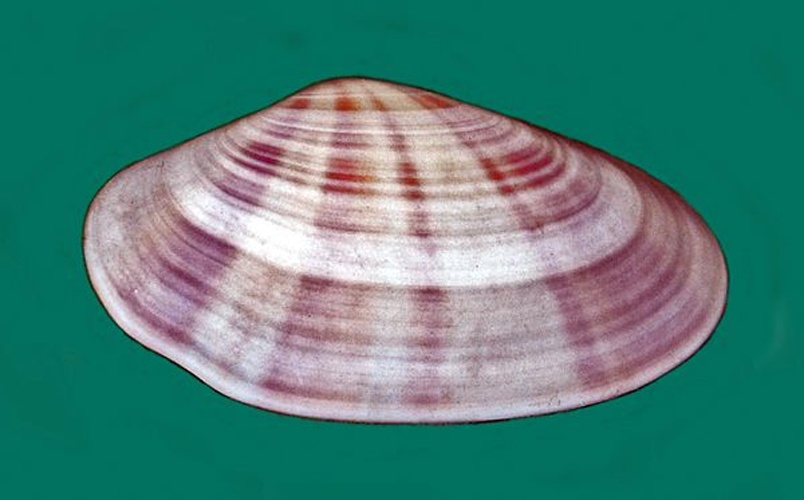 Tellina radiata © <a href="//commons.wikimedia.org/wiki/User:Hectonichus" title="User:Hectonichus">Hectonichus</a>