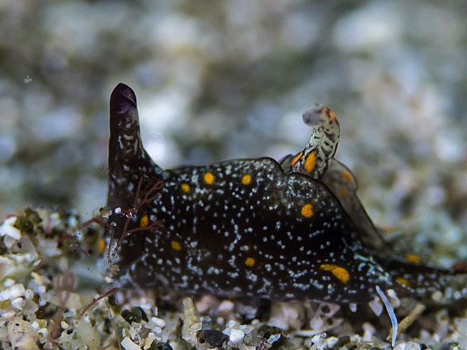 Gastropteron bicornutum © <a rel="nofollow" class="external text" href="https://www.flickr.com/people/125265709@N08">Rickard Zerpe</a>