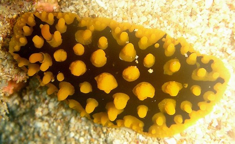 Phyllidia ocellata © <a rel="nofollow" class="external text" href="https://www.flickr.com/people/steve_childs/">Steve Childs from Lancaster, UK</a>