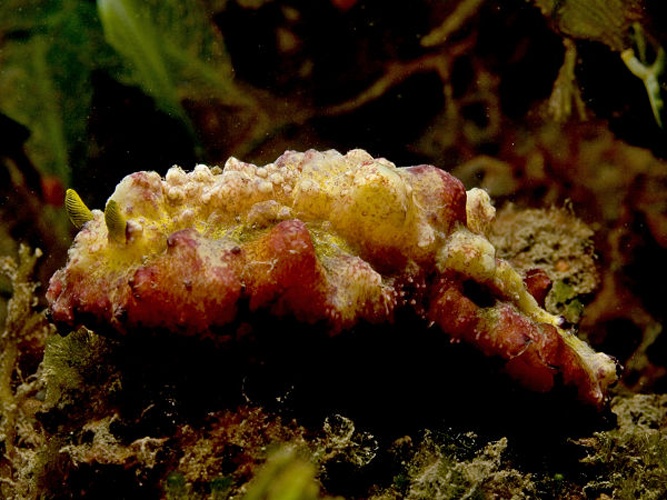 Phyllidiopsis cardinalis © <a href="//commons.wikimedia.org/wiki/User:Nhobgood" title="User:Nhobgood">Nhobgood</a> Nick Hobgood