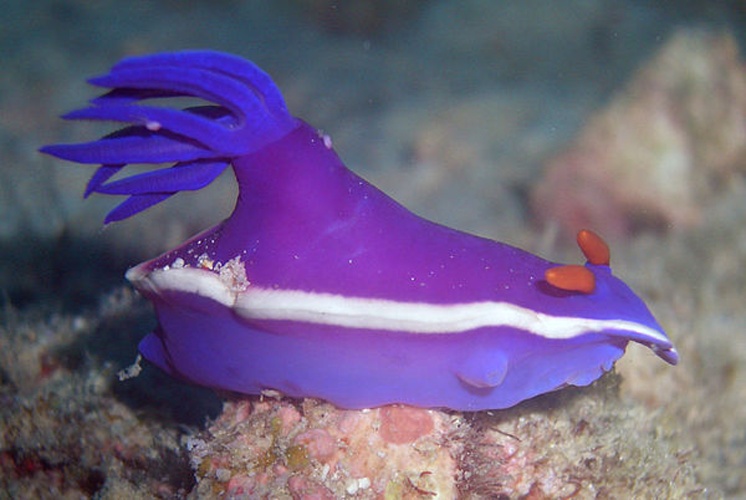 Hypselodoris bullockii © <a rel="nofollow" class="external text" href="https://www.flickr.com/people/31119263@N00">Samuel Chow</a> from Boston, USA